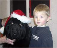 Bailey, with a very festive looking Newfoundland!